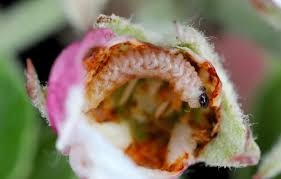 Attēlu rezultāti vaicājumam “Anthonomus pomorum”