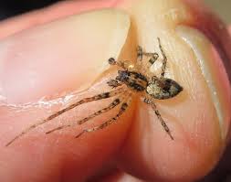 Attēlu rezultāti vaicājumam “Anyphaena accentuata”