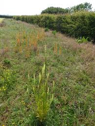 Image result for Reseda luteola