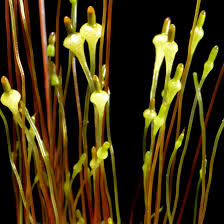 Attēlu rezultāti vaicājumam “Splachnum ampullaceum sporophyte”