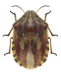 Attēlu rezultāti vaicājumam “Eurygaster testudinaria”