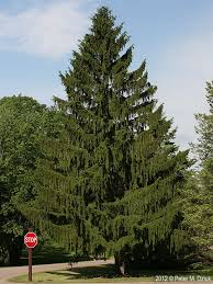 Attēlu rezultāti vaicājumam “Picea abies leaf”