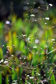 Attēlu rezultāti vaicājumam “Alisma lanceolatum”