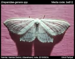 Attēlu rezultāti vaicājumam “Drepanidae”