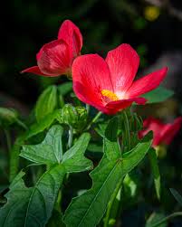 Image result for Abelmoschus moschatus