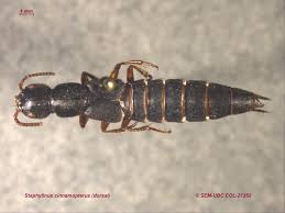 Attēlu rezultāti vaicājumam “Staphylinus erythropterus”