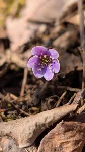 Attēlu rezultāti vaicājumam “Hepatica nobilis bud”