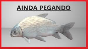 Image result for Ictiobus bubalus