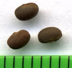 Attēlu rezultāti vaicājumam “Geranium palustre fruit”