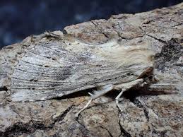 Attēlu rezultāti vaicājumam “Pterostoma palpina”