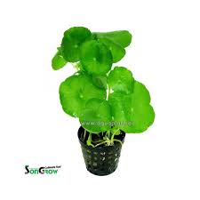 Attēlu rezultāti vaicājumam “Hydrocotyle vulgaris flower”