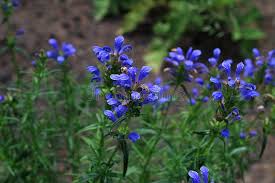 Attēlu rezultāti vaicājumam “Dracocephalum ruyschiana”