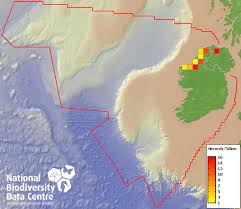 Attēlu rezultāti vaicājumam “Abietinella abietina var. hystricosa”