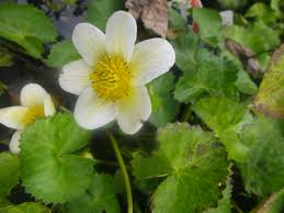 Attēlu rezultāti vaicājumam “Caltha palustris flower”