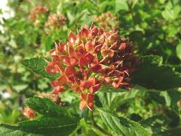 Attēlu rezultāti vaicājumam “Physocarpus opulifolius”