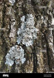 Attēlu rezultāti vaicājumam “Parmelina tiliacea”