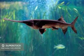 Image result for Polyodon spathula