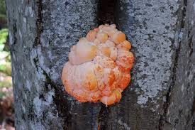 Attēlu rezultāti vaicājumam “Lycogala asperum”