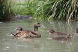 Attēlu rezultāti vaicājumam “Somateria mollissima juvenile”