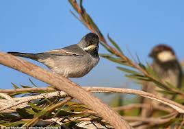 Image result for Sylvia rueppelli