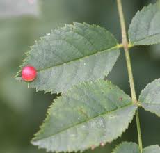 Attēlu rezultāti vaicājumam “Diplolepis eglanteriae”