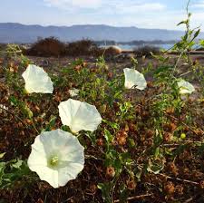 Attēlu rezultāti vaicājumam “Calystegia inflata”