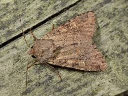 Attēlu rezultāti vaicājumam “Apamea sordens”