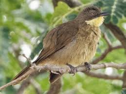 Attēlu rezultāti vaicājumam “Acupalpus flavicollis”