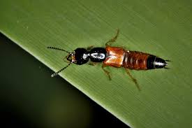 Billedresultat for rovbille