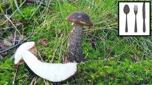 Attēlu rezultāti vaicājumam “Leccinum melaneum”