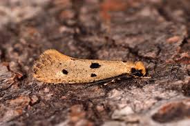 Attēlu rezultāti vaicājumam “Scardia boletella pupa”