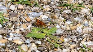 Attēlu rezultāti vaicājumam “Melitaea cinxia”