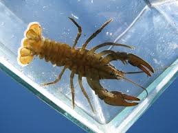 Attēlu rezultāti vaicājumam “Astacus astacus”