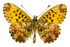 Attēlu rezultāti vaicājumam “Clossiana selene underside”