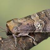Attēlu rezultāti vaicājumam “Polypogon tentacularius”