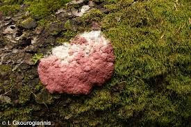 Attēlu rezultāti vaicājumam “Symphytocarpus flaccidus”