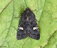 Attēlu rezultāti vaicājumam “Melanchra persicariae”