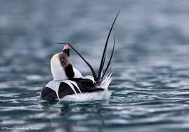 Attēlu rezultāti vaicājumam “Clangula hyemalis male”