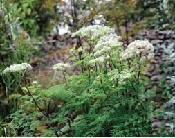 Attēlu rezultāti vaicājumam “Selinum carvifolia fruit”