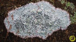 Attēlu rezultāti vaicājumam “Phaeographis dendritica”