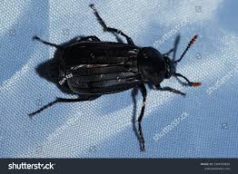 Attēlu rezultāti vaicājumam “Necrodes littoralis”