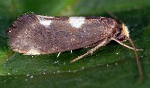 Attēlu rezultāti vaicājumam “Incurvaria oehlmanniella”