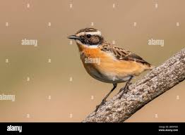 Attēlu rezultāti vaicājumam “Saxicola rubetra”