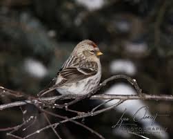 Attēlu rezultāti vaicājumam “Carduelis flammea”
