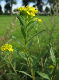Attēlu rezultāti vaicājumam “Erysimum cheiranthoides flower”