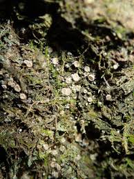 Attēlu rezultāti vaicājumam “Lachnum corticale”