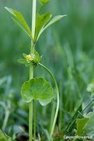 Attēlu rezultāti vaicājumam “Ranunculus elatior leaf”