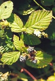 Attēlu rezultāti vaicājumam “Rubus caesius”