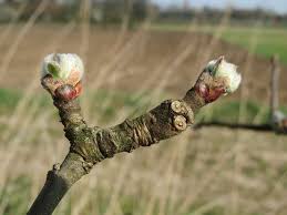 Attēlu rezultāti vaicājumam “Pyrus communis bud”