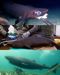 Image result for Somniosus pacificus